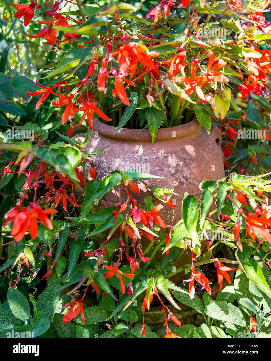 Hellrote Orangen-Begonienblüten kaskadieren über einen rustikalen Terrakottatopf, umgeben von üppigem grünem Laub in einem Sommergarten Stockfoto