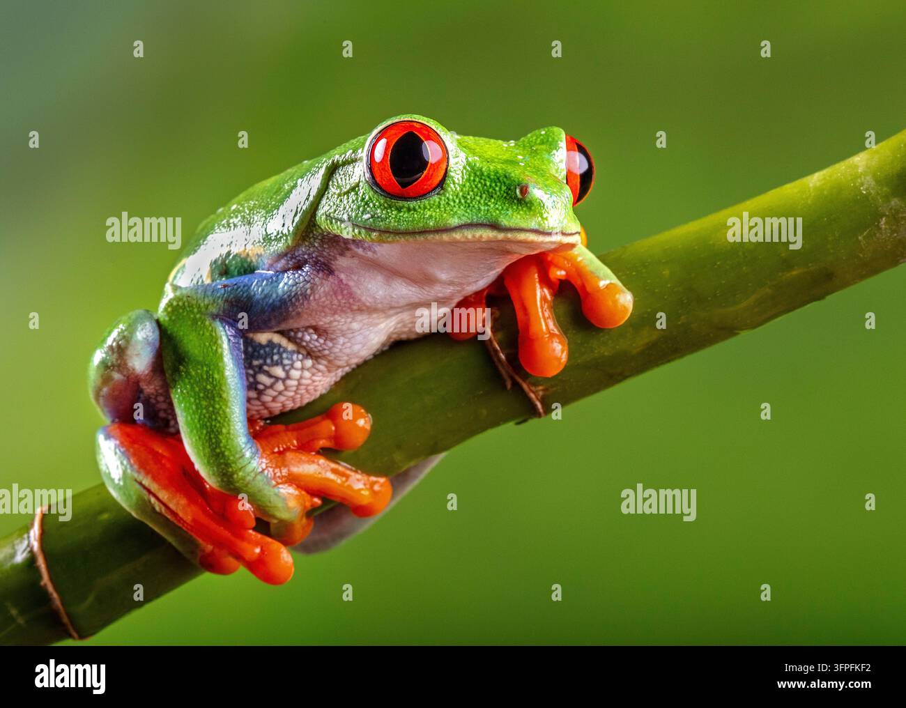 Rotäugiger Baumfrosch mit hellgrüner Haut und lebhaften orangefarbenen Füßen, der auf einem Bambusast sitzt und in die Kamera zu lächeln scheint Stockfoto