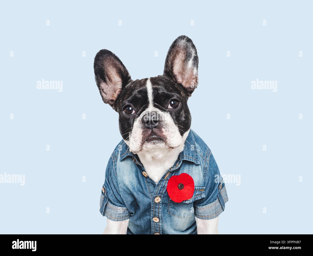 Süßer französischer Bulldogge mit einem Hemd und einer roten Mohnblumen-Nadel, vor einem isolierten Hintergrund. Gedenk Tribut für gefallene Soldaten. Symbolisiert h Stockfoto