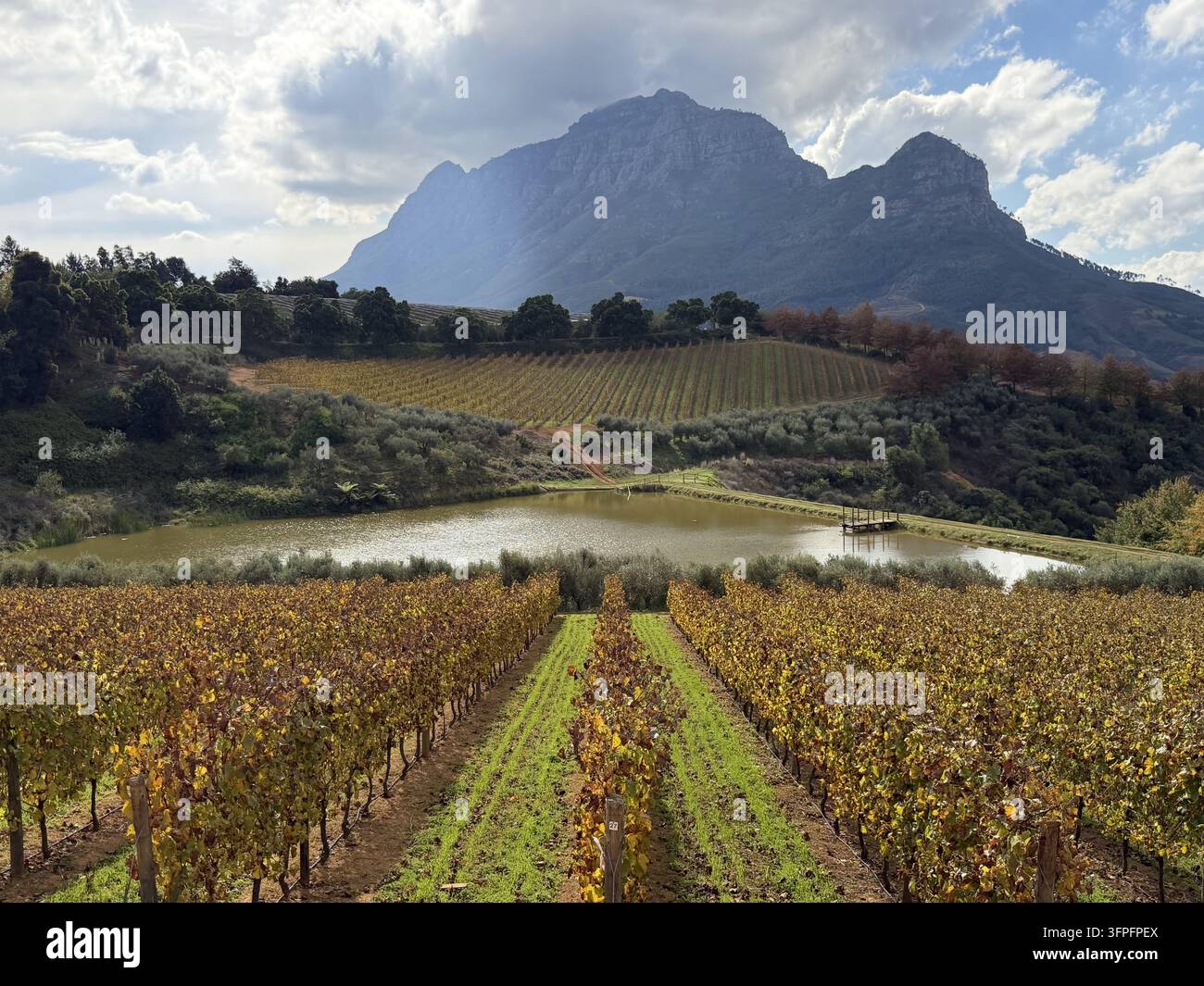 Geradlinige Weinbergenreihen, die auf die Berge von Franschhoek zuführen, fotografiert in Franschhoek in den Cape Winelands, Südafrika. - Smartphone-aufgenommenes Stockfoto