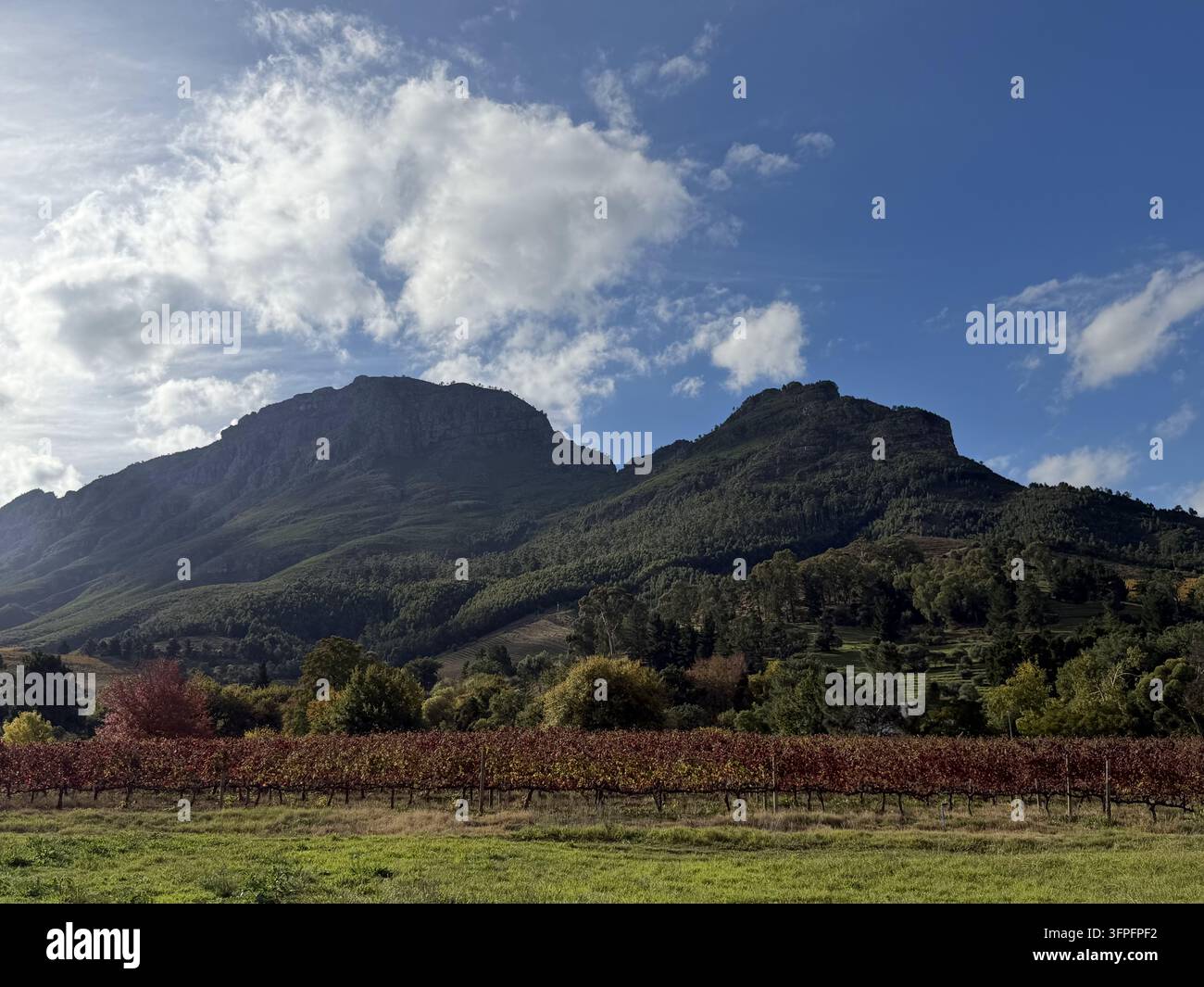 Grüne und rote Weinberge unter den Franschhoek-Bergen, fotografiert in Franschhoek in den Cape Winelands, Südafrika. - Smartphone-aufgenommenes Stockfoto