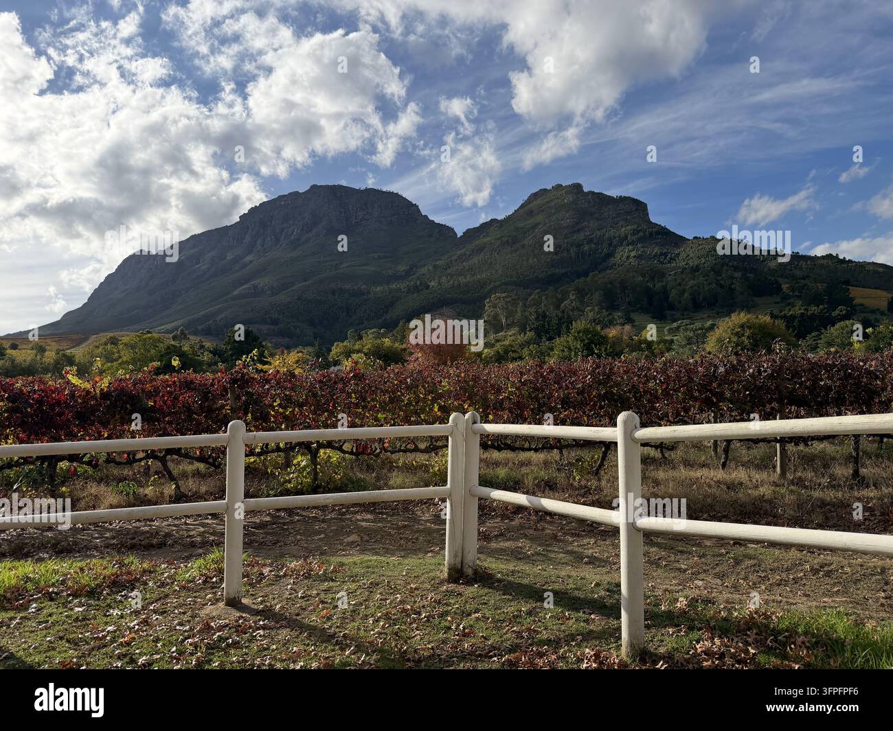 Weißer Zaun, der Weinberge im Franschhoek-Tal begrenzt, fotografiert in Franschhoek in den Cape Winelands, Südafrika. - Smartphone-aufgenommenes Stockfoto