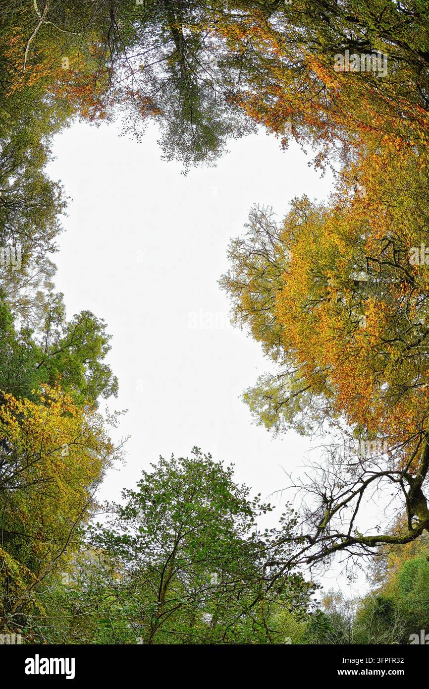 Buchenhain-Baldachin im Herbst Stockfoto