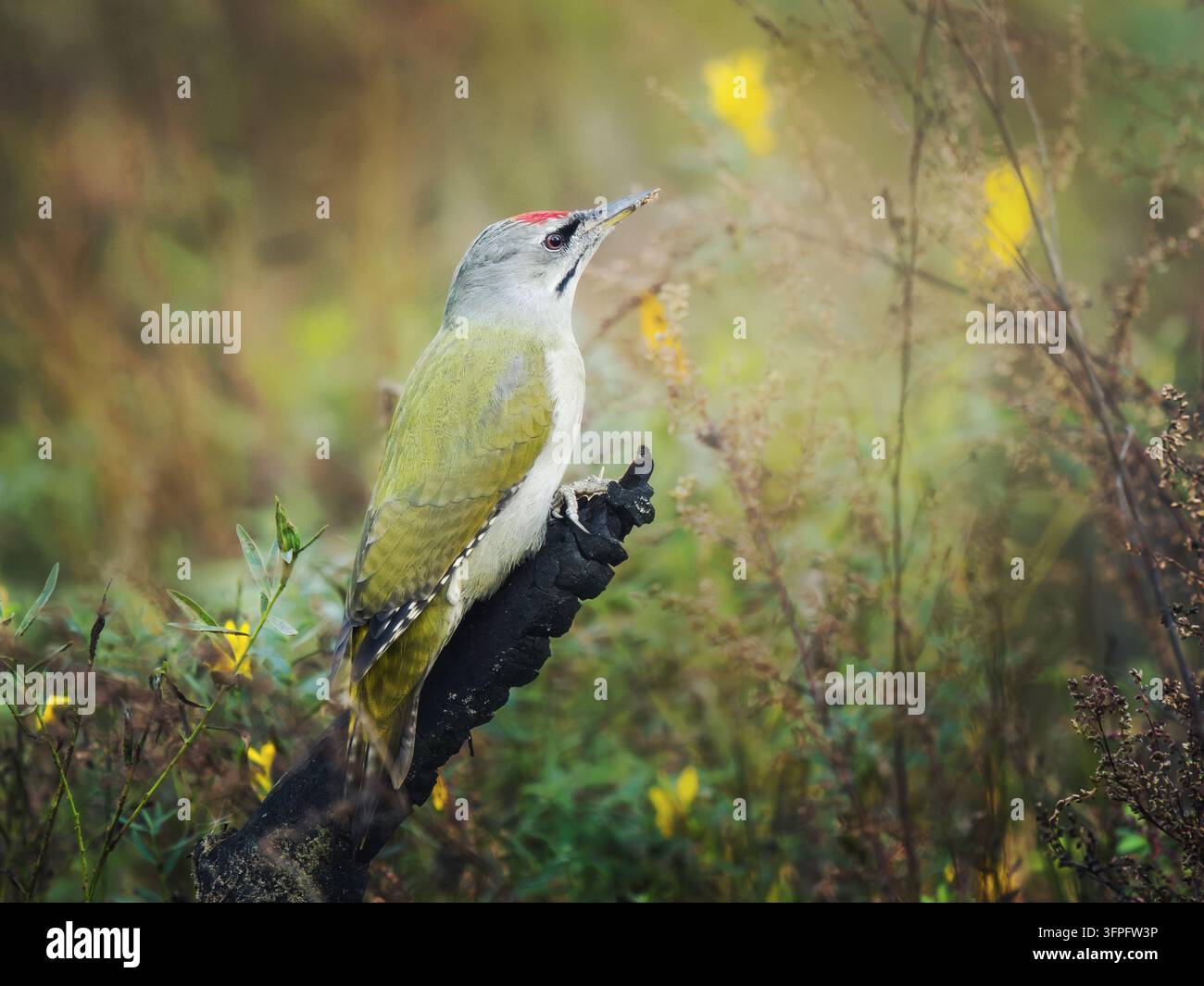 Wildes männliches Graugesichtspecht Picus canus sitzt auf einem öligen schwarzen verbrannten Stumpf nach einem Waldbrand. Dramatischer Wildtiere-Druck für Innenwandkunst. Konzept der Waldregeneration. Schönes natürliches Poster Stockfoto
