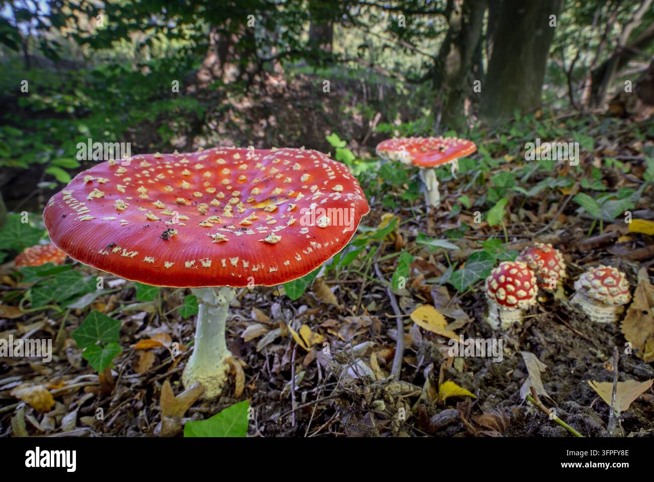 Fliegenpilze / Fliegen-Amaniten / rote Pilze (Amanita muscaria) verschiedene Wachstumsstadien von Pilzen im Wald im Herbst Stockfoto