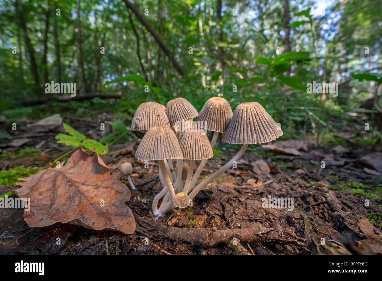 Feen-Ringelblume / Feen-Häubchen / Truppeliges Krümelhäutchen (Coprinellus disseminates / Coprinus disseminatus) auf toten Holz auf dem Waldboden im Herbst Stockfoto