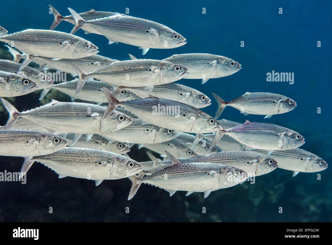 Schwarm von Gestreiftem Makrelen (Rastrelliger kanagurta) beim Filterfressen im Roten Meer Stockfoto
