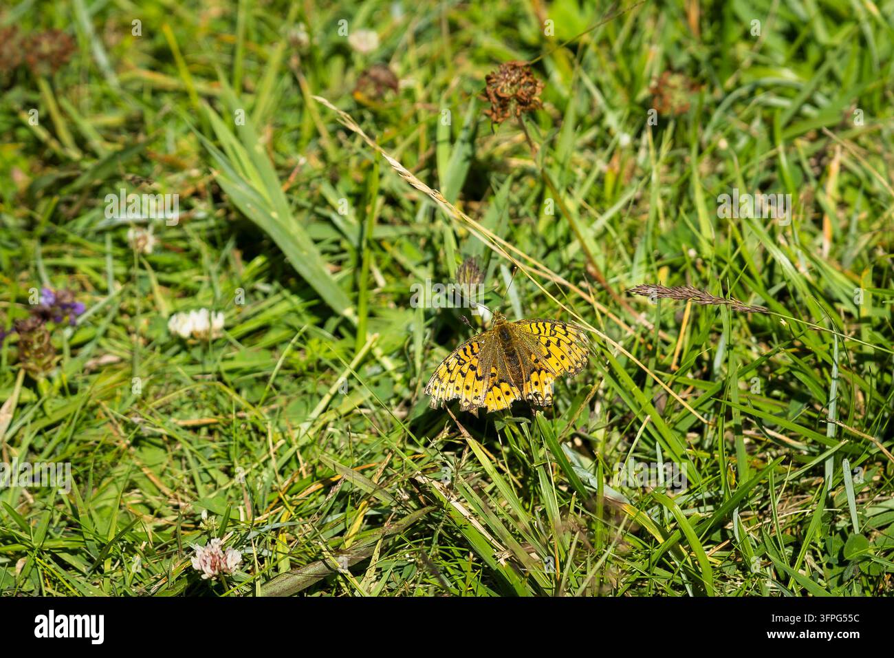 Boloria titania, Titania-Falter, ein auffälliger orange-schwarzer Schmetterling, der zwischen Wiesen Gräsern ruht, mit gemusterten Flügeln. Stockfoto