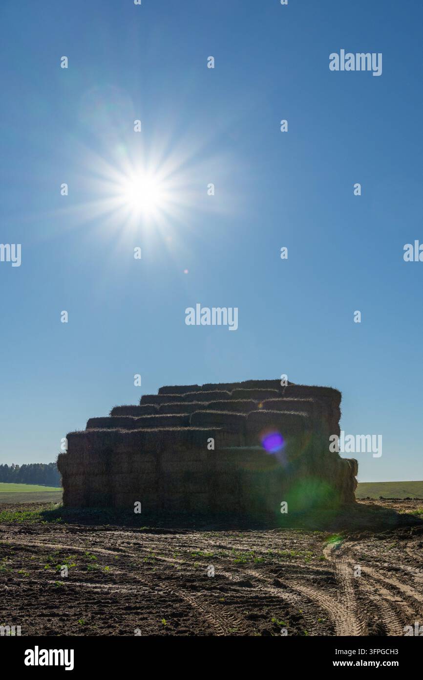 Großer Stapel rechteckiger Strohballen in einem gepflügtem Ackerland mit Herbstwald im Hintergrund an einem sonnigen Tag. Stockfoto