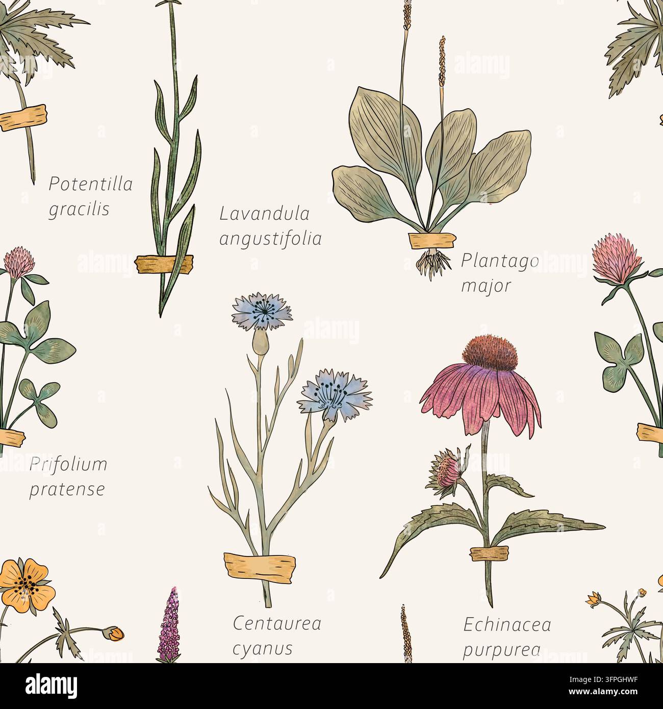 Vintage-Herbar-Muster mit botanischen Namen und Wildblumen. Nahtlose Illustration mit aufgeklebten Exemplaren und lateinischen Beschriftungen auf cremefarbenem Hintergrund. Antiker Stil Stockfoto