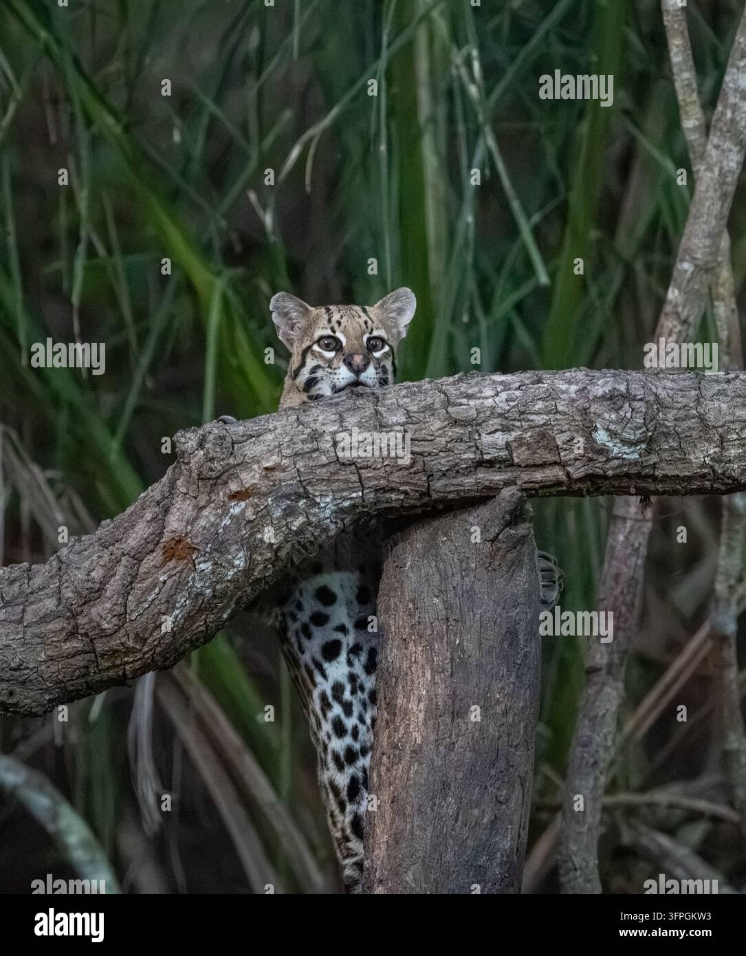 Ein Ozelot klettert einige Baumäste in dem dichten Wald Brasiliens hinauf Stockfoto