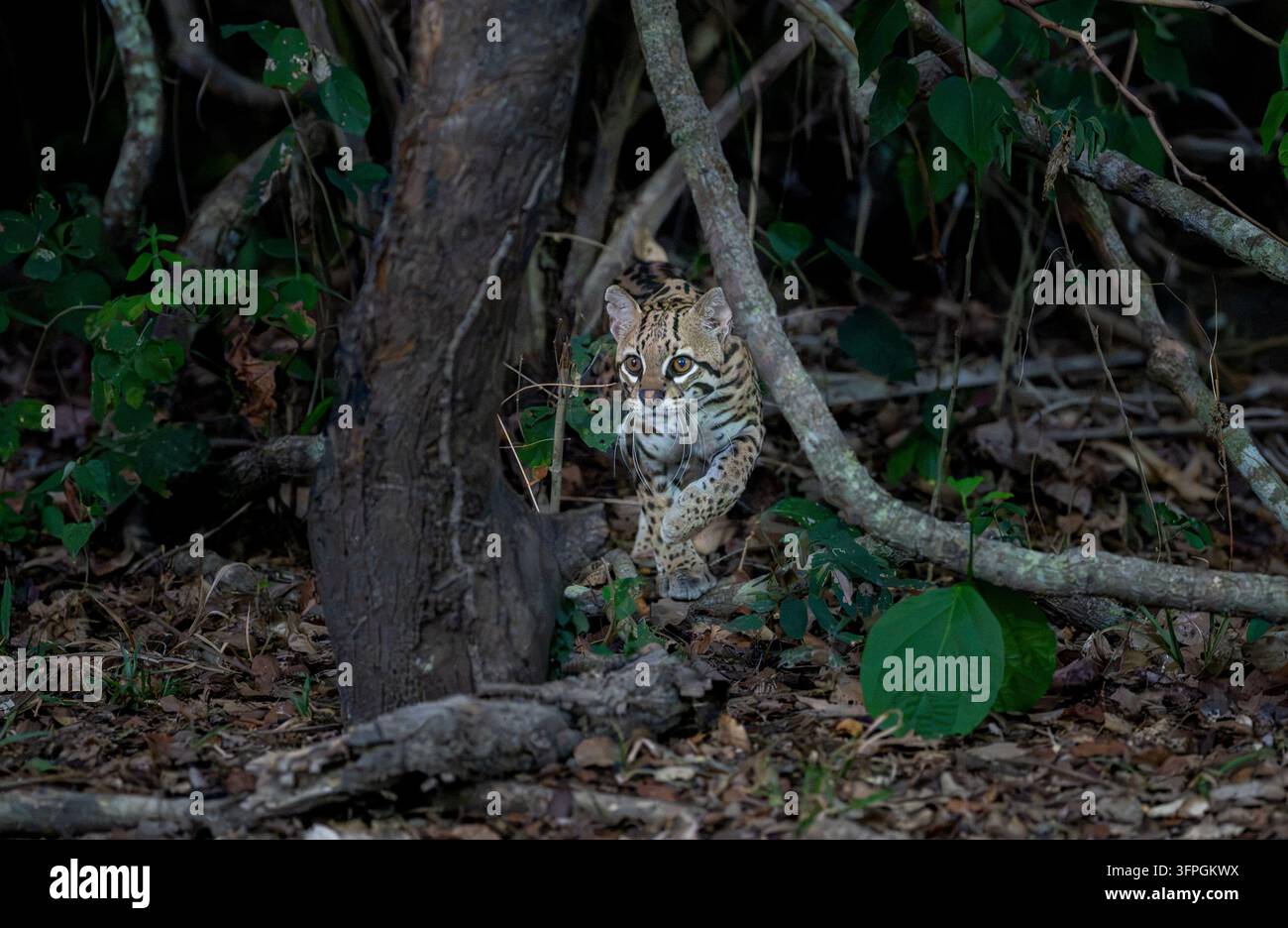 Ein Ozelot-Katze schleicht durch den Wald zwischen einigen Ästen Stockfoto