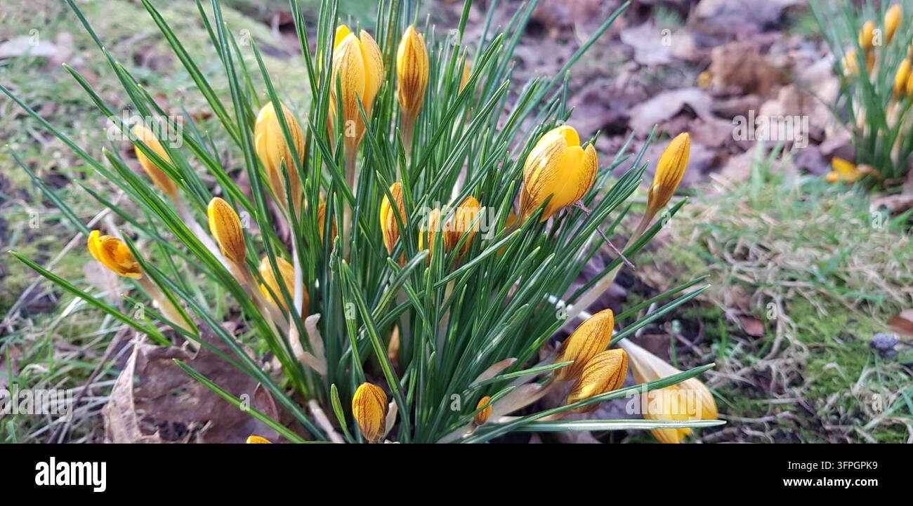 Crocus chrysanthus-Blüten in einem Park in Glasgow, Schottland Stockfoto