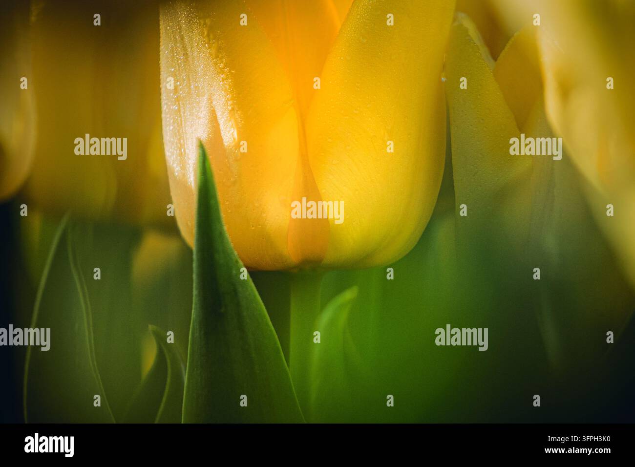 Nahaufnahme von Tautropfen auf gelben Tulpenblättern, die feine Texturen und weiches, diffuses Licht zur Schau stellen. Stockfoto