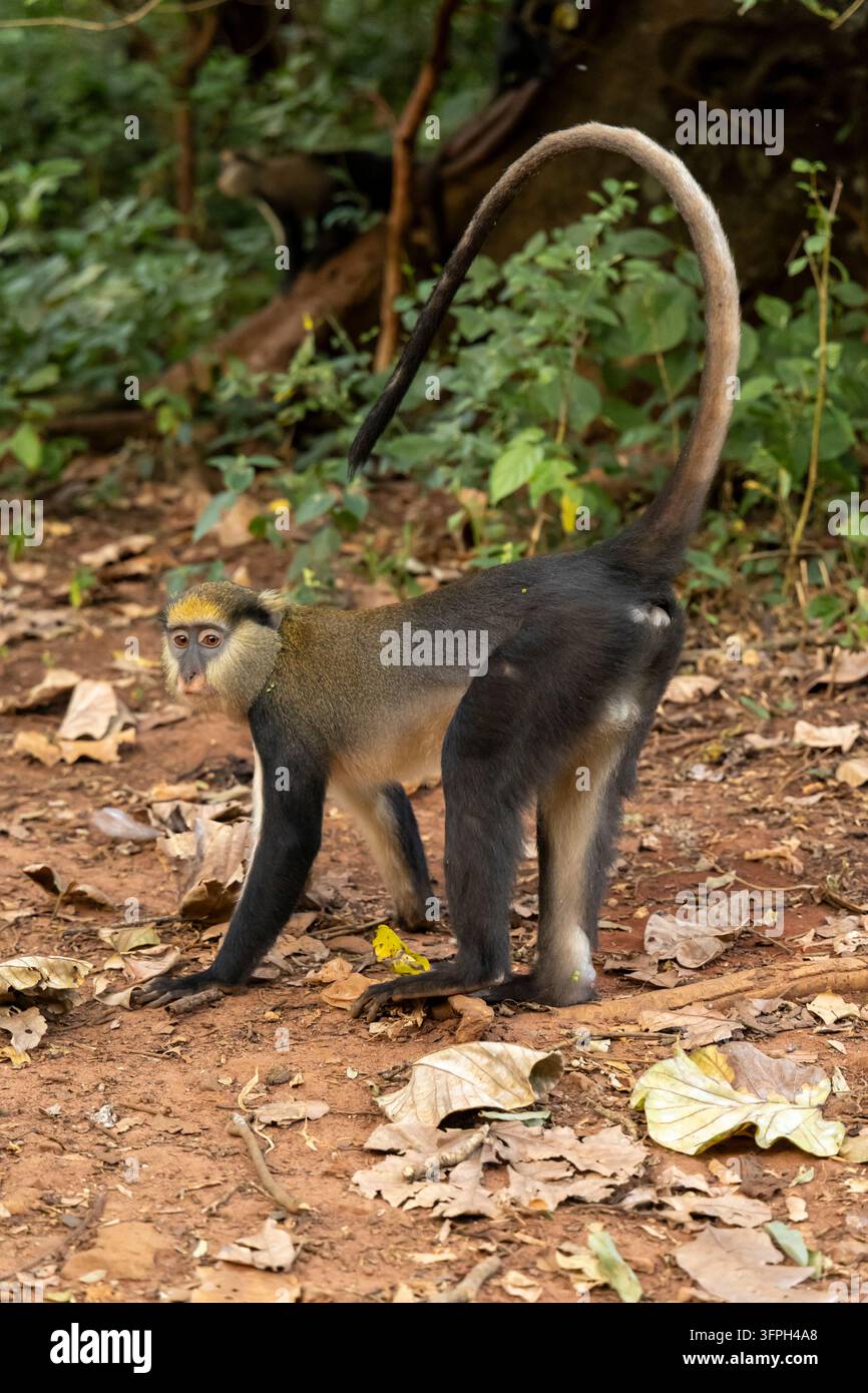 Mona-Affe mit einem gekrümmten Schwanz, die über den Waldboden geht, Bono East Region, Boabeng, Ghana Stockfoto