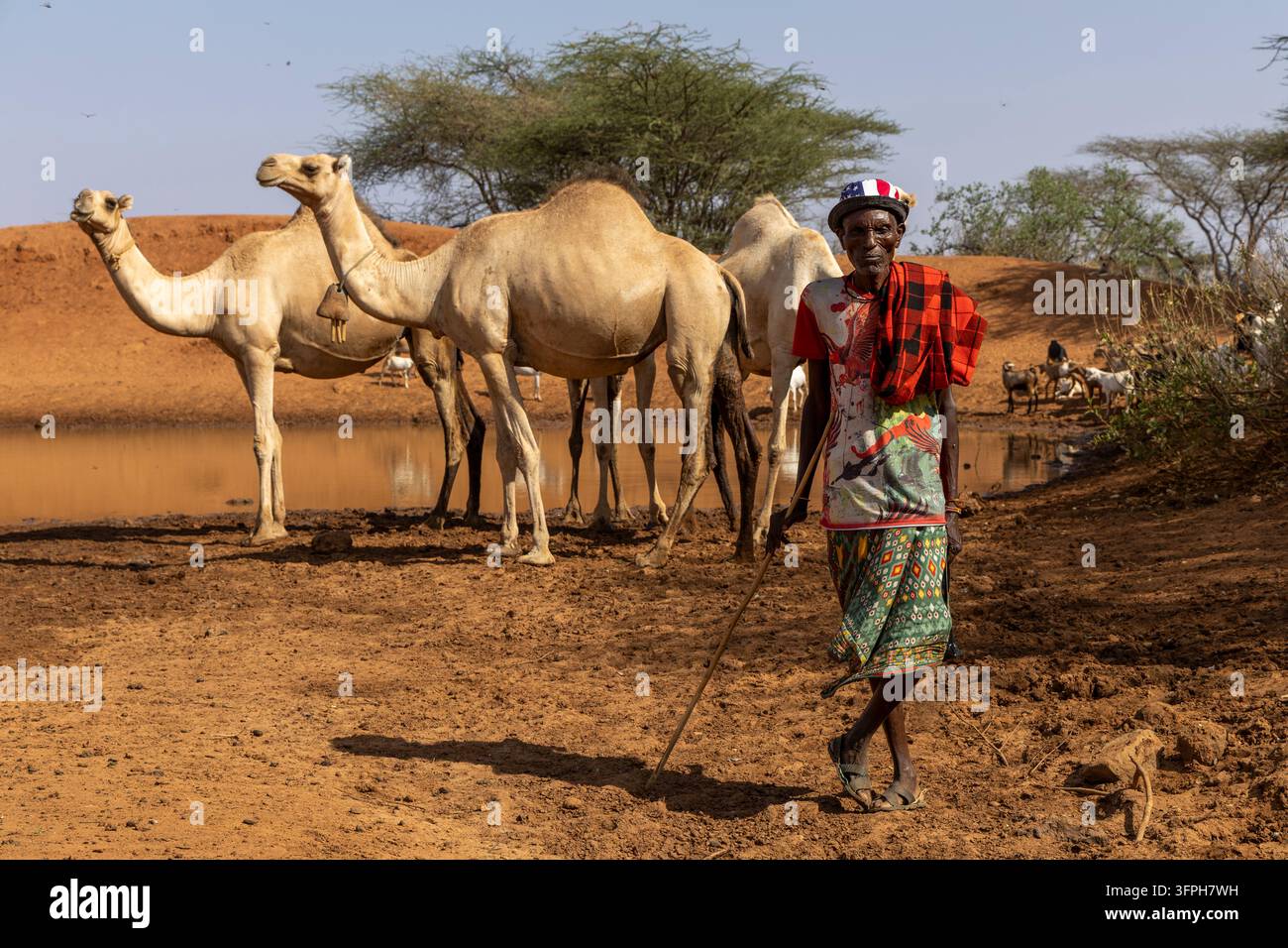 Älterer Mann des Samburu-Stammes mit einem Gehstock und einem Hut mit amerikanischer Flagge vor Kamelen, Samburu County, Samburu, Kenia Stockfoto