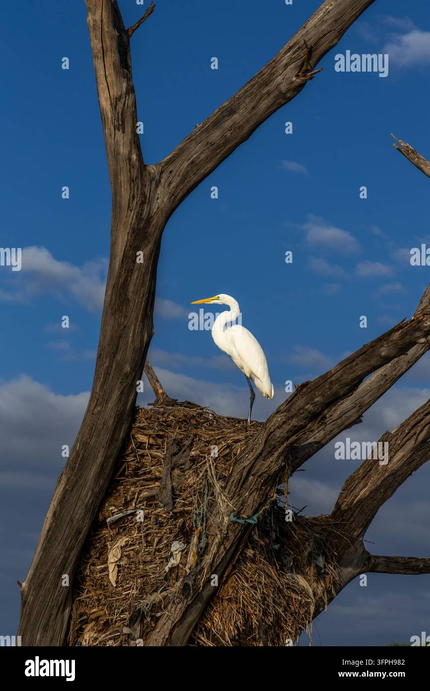 Weißer Silberreiher steht auf einem großen Nest in einem toten Baum vor einem tiefblauen Himmel, Baringo County, Lake Baringo, Kenia Stockfoto