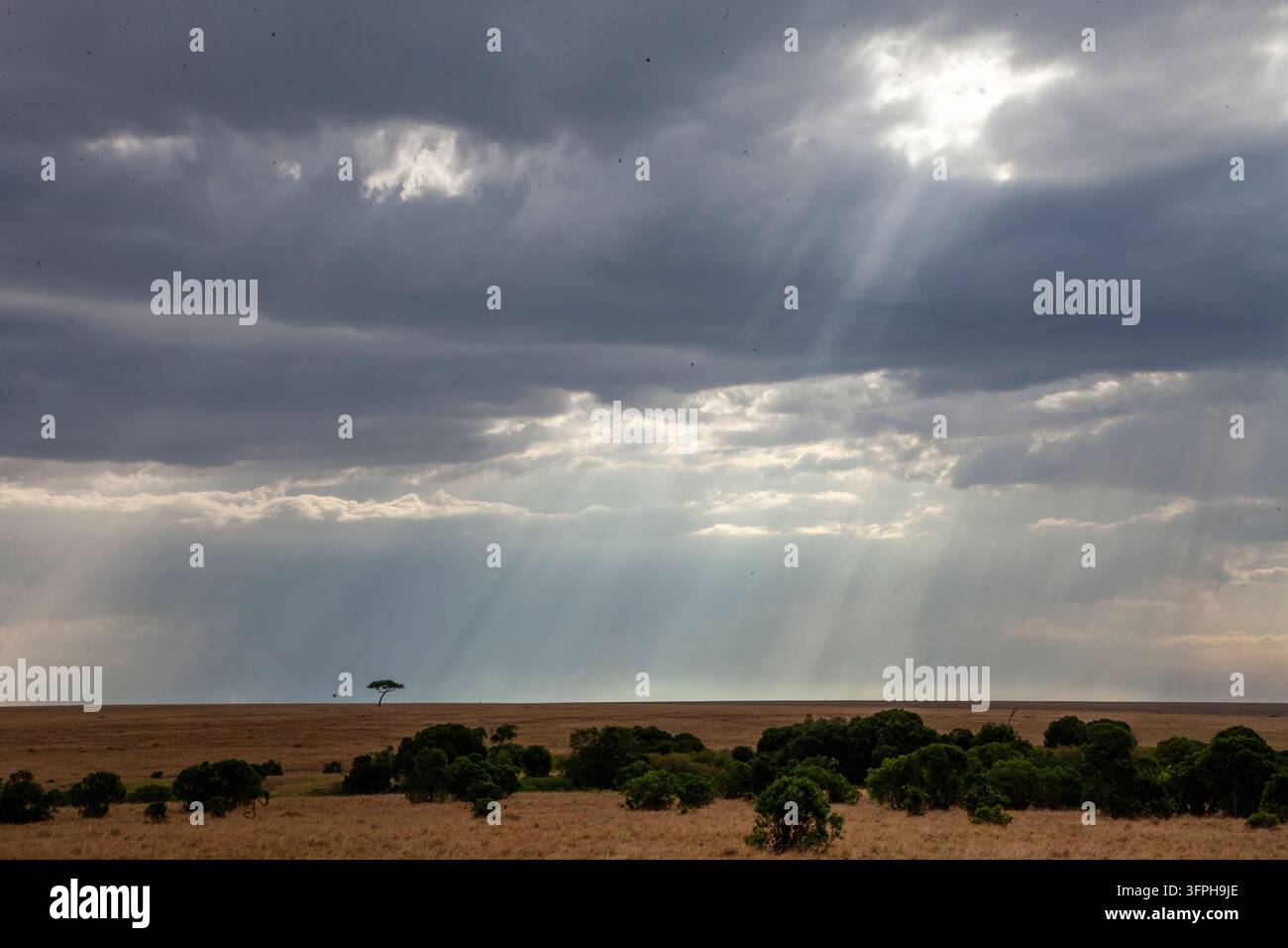 Sonnenstrahlen, die durch Sturmwolken über der Savanne brechen, mit einem einsamen Akazienbaum, Narok County, Maasai Mara, Kenia Stockfoto