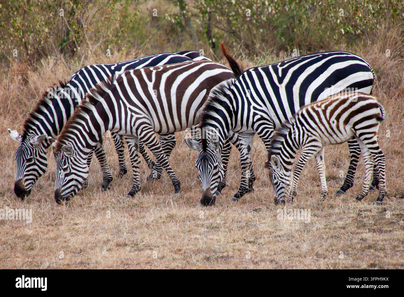 Gruppe von Zebras mit einem Fohlen, die auf trockenem Gras grasen, Narok County, Maasai Mara, Kenia Stockfoto