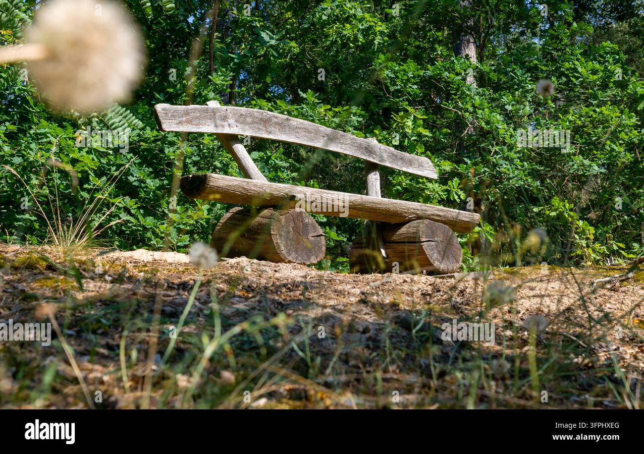Eine leere Bank aus grobem Holz und Baumstämmen in einem laubreichen Wald, aus einem niedrigen Winkel fotografiert mit einem unscharfen Löwenzahnblütenkopf im Vordergrund. Stockfoto