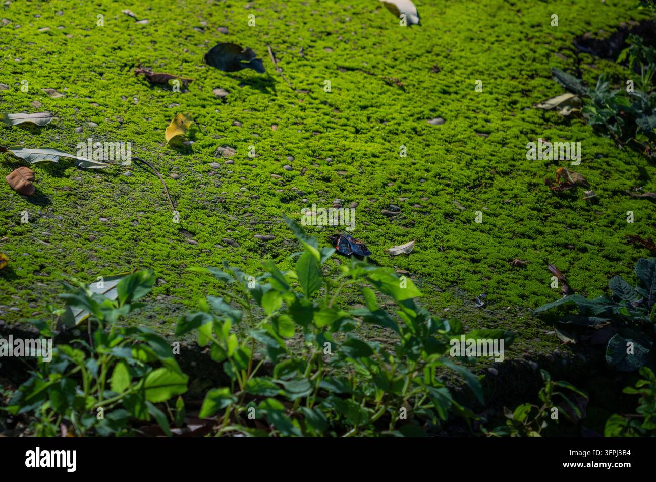 Hellgrüner Moos-Teppich und gefallene Blätter auf dem Boden neben laubigen Pflanzen, Cai Chien-Insel, Quang Ninh, Vietnam Stockfoto