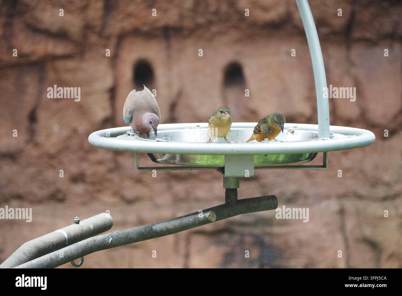 Vögel füttern gemeinsam an einem Vogelhäuschen in einer natürlichen Umgebung Stockfoto