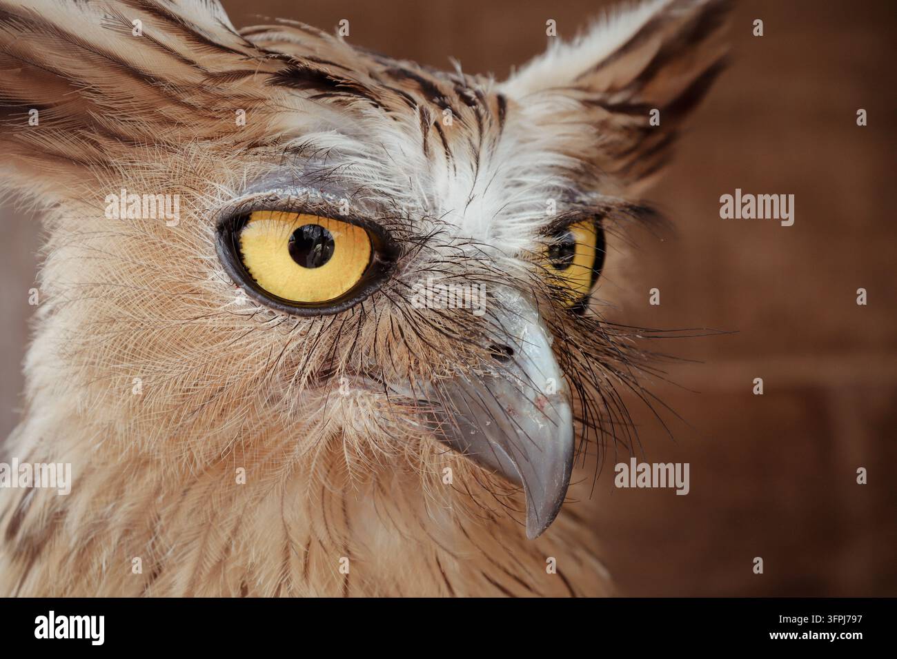 Buffy Fish Owl sitzt auf seinem Nest Stockfoto