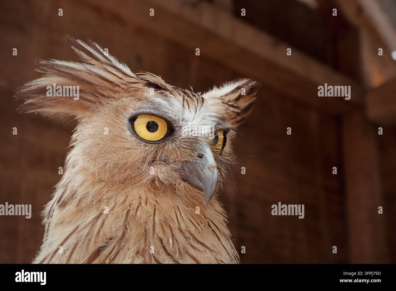 Buffy Fish Owl sitzt auf seinem Nest Stockfoto