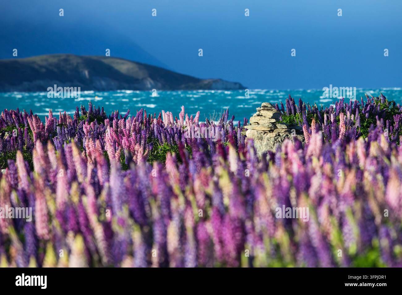 Bunte rosa und lila Lupinen blühen neben dem türkisblauen Wasser des Lake Tekapo im Mackenzie District, Südinsel, Neuseeland, mit Stockfoto