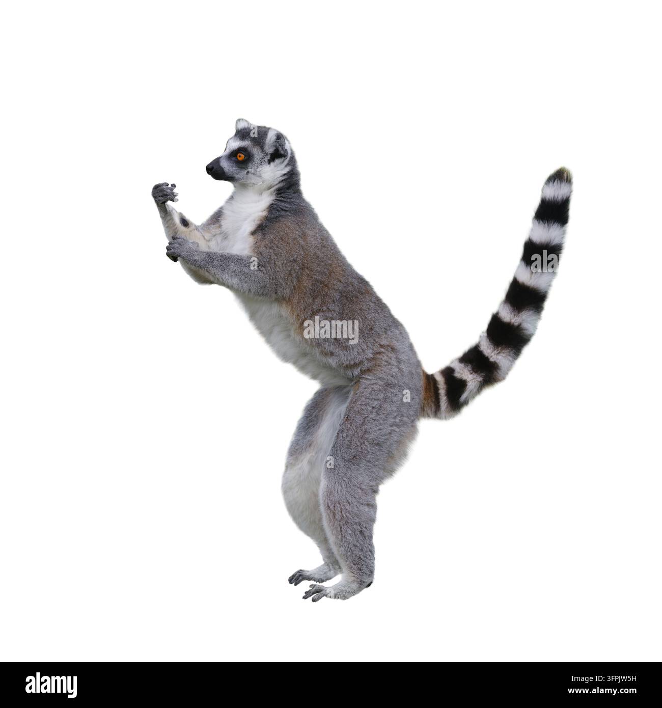 Lemur mit erhobenen Pfoten isoliert auf weißem Hintergrund, Pfoten nach oben erhoben, um das notwendige Objekt einzufügen Stockfoto