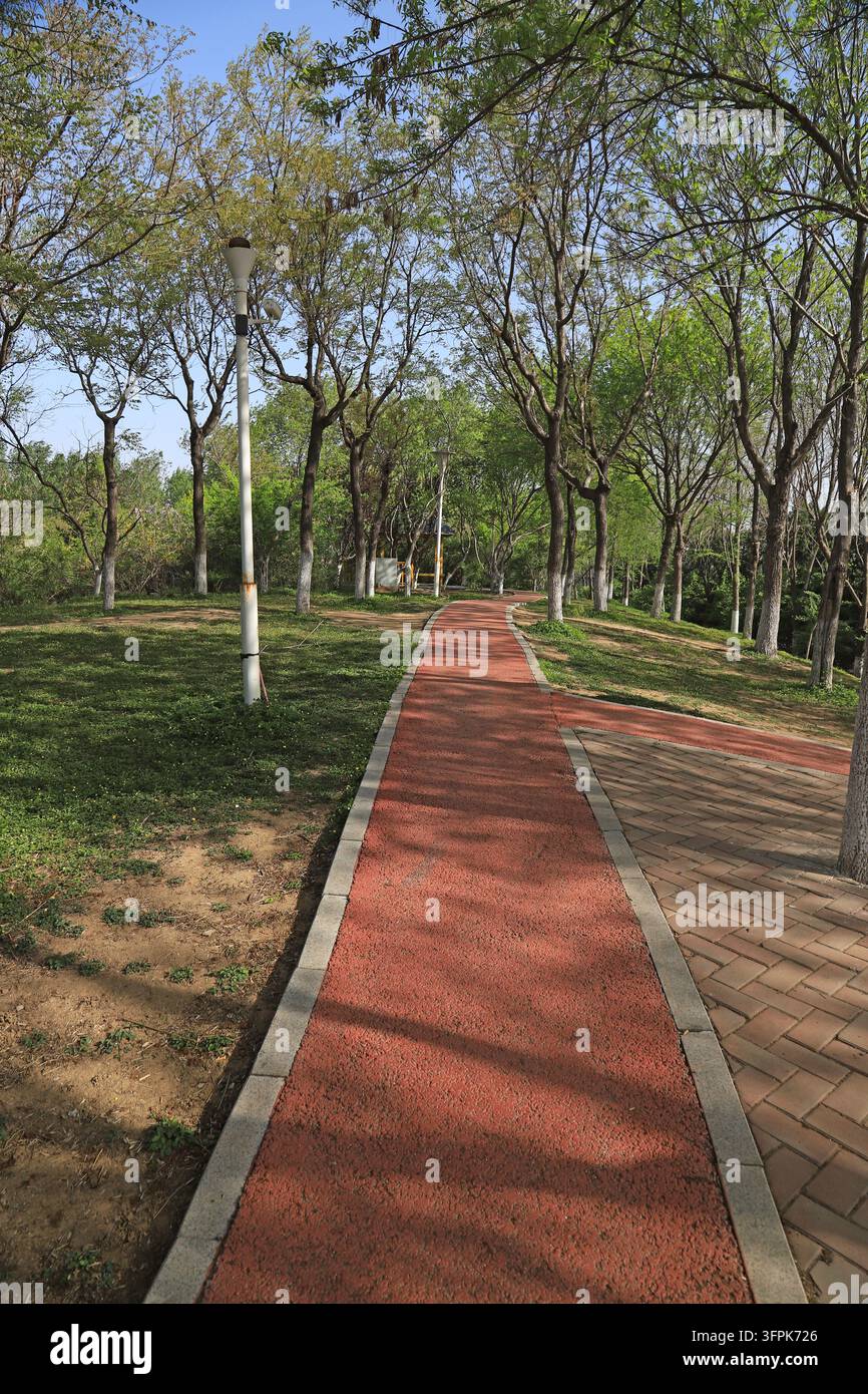 An einem sonnigen Frühlingstag in einem Stadtpark erstreckt sich ein gewundener roter Gummi-Fitnesspfad nach vorne. Auf beiden Seiten von Bäumen gesäumt, dringt das Sonnenlicht hindurch Stockfoto
