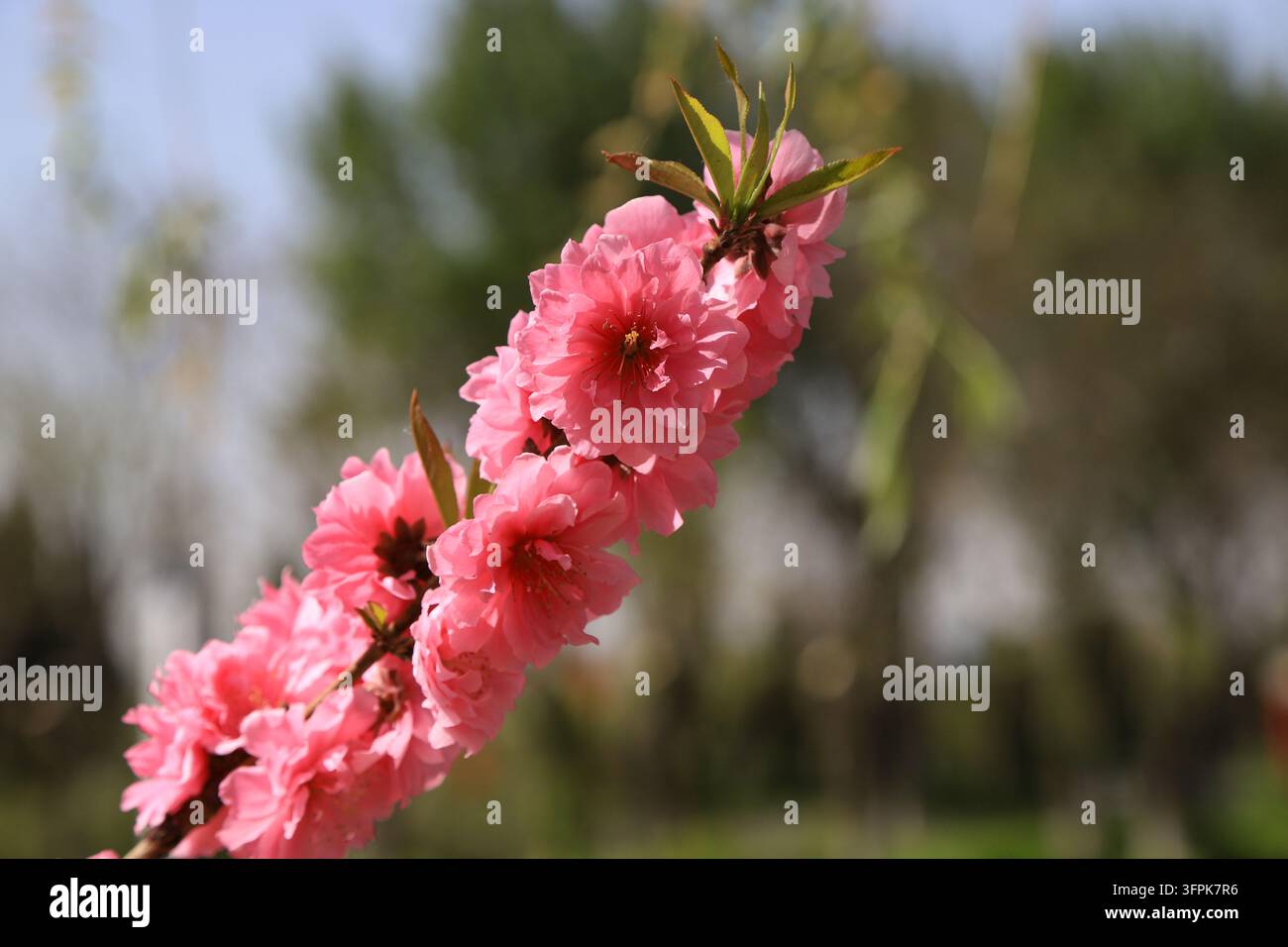 Im Frühling im Freien erblüht ein Büschel lebendiger doppelter rosa Pfirsichblüten am Ast. Geschichtete rosa Blütenblätter bilden üppige Blüten, gepaart mit frischem Grün Stockfoto