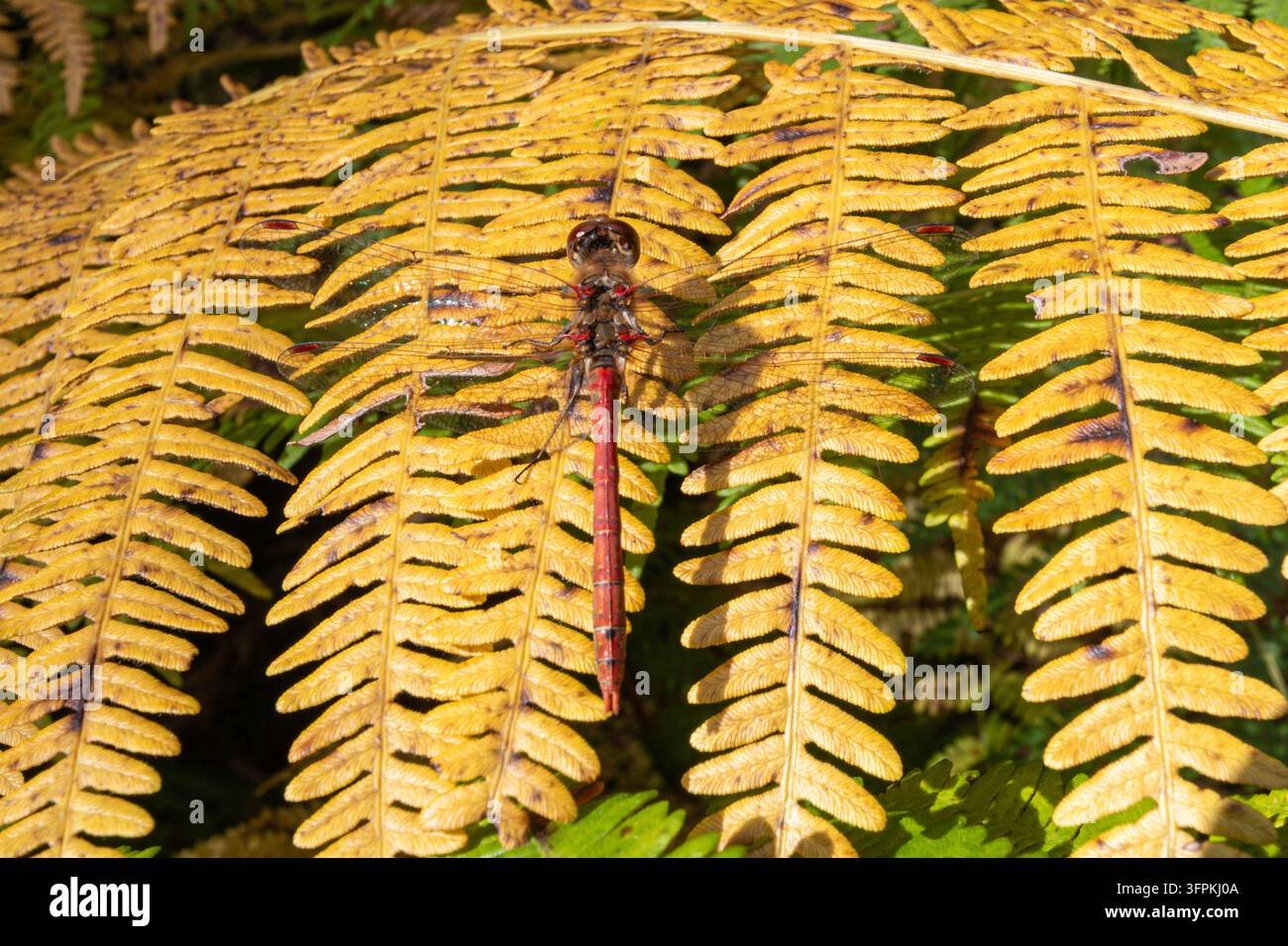 Gemeine Smaragdlibelle (Sympetrum striolatum) sitzt im Herbst auf gelbem Farn in Hampshire, England, UK Stockfoto