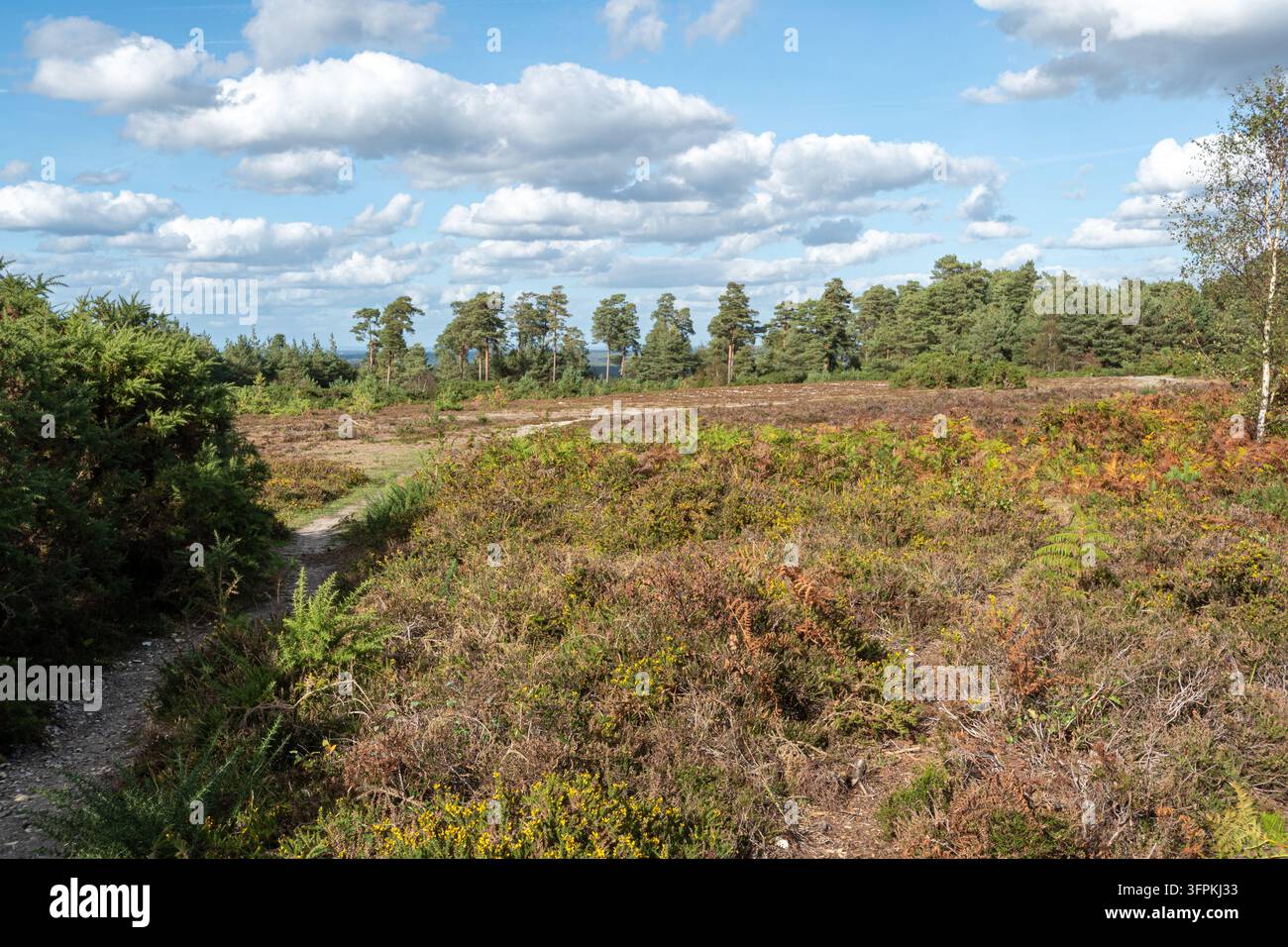 Ansicht von Tieflandheide oder Heideland bei Caesars Camp nahe Aldershot, Hampshire, England, UK Stockfoto
