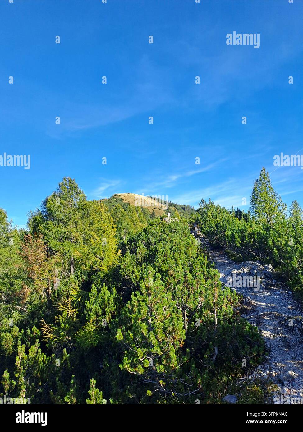 Bergpfad durch Lärchen- und Kiefernkamm in Richtung Schwarzkogel - Smartphone-aufgenommenes Stockfoto