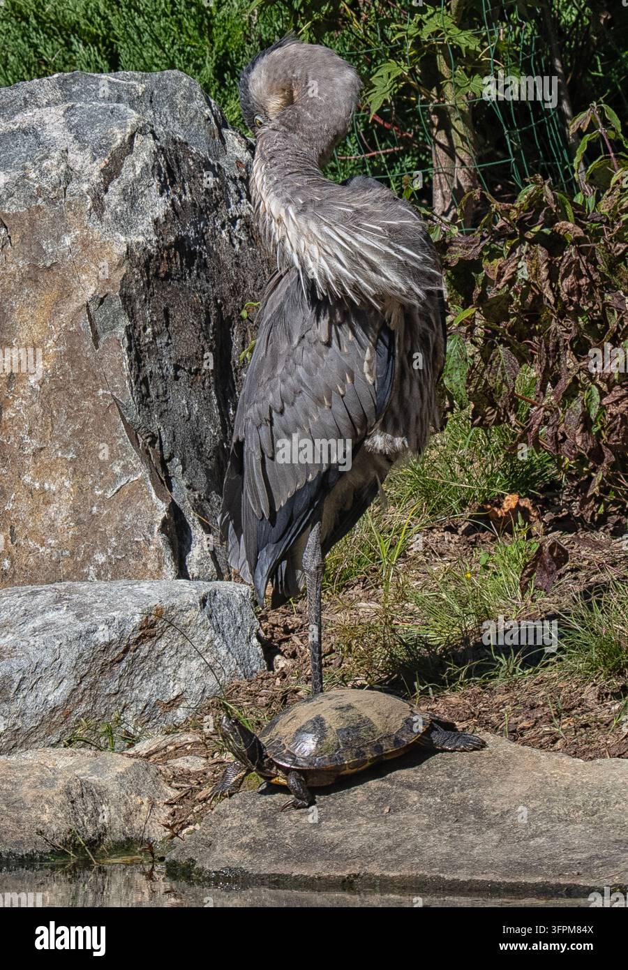 Ein Großer Blaureiher (Ardea herodias) steht auf einem Bein neben einer kleinen Schildkröte an einem felsigen Ufer. Stockfoto