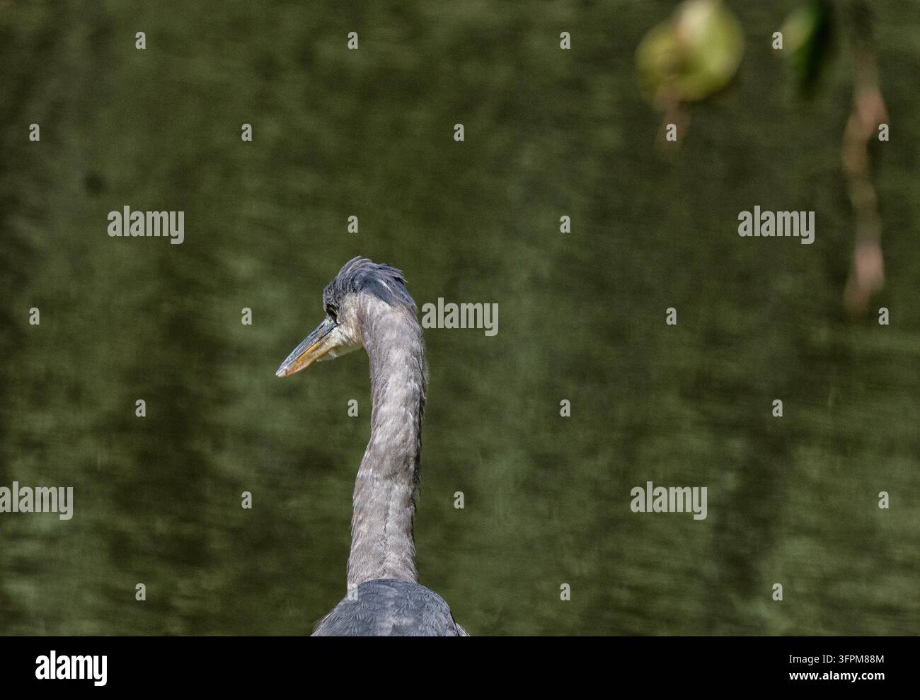 Die Rückseite eines Graureihers (Ardea herodias) mit einem langen, S-förmig gebogenen grauen Hals, dunklen Kopfgefiedern und einem dolchartigen gelblichen Schnabel Stockfoto