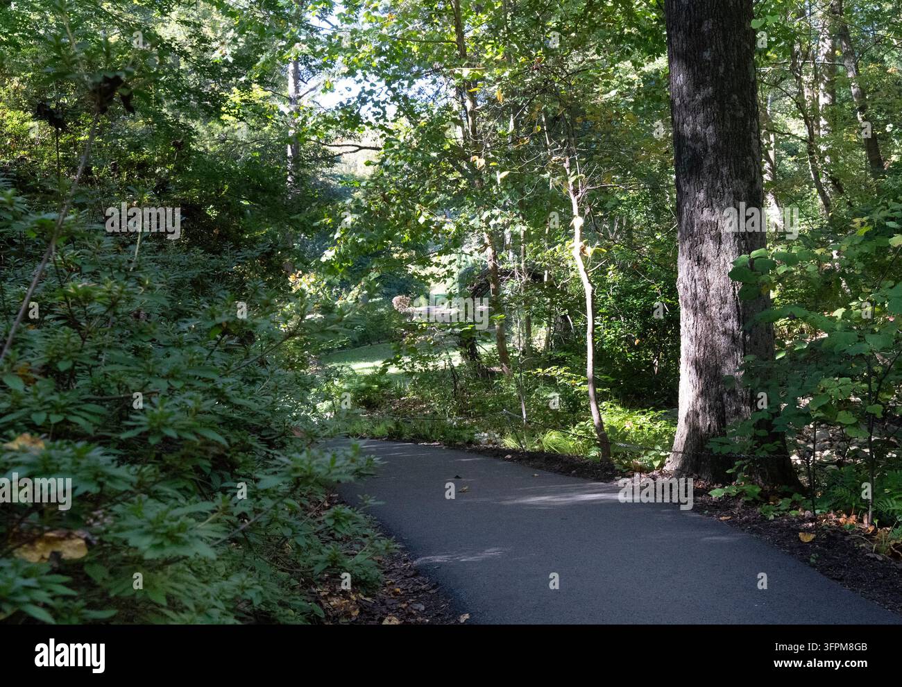 Ein gepflasterter, gewundener Wanderweg durch einen dichten, grünen Waldpark mit großen, alten Bäumen und üppigem Unterholz Stockfoto