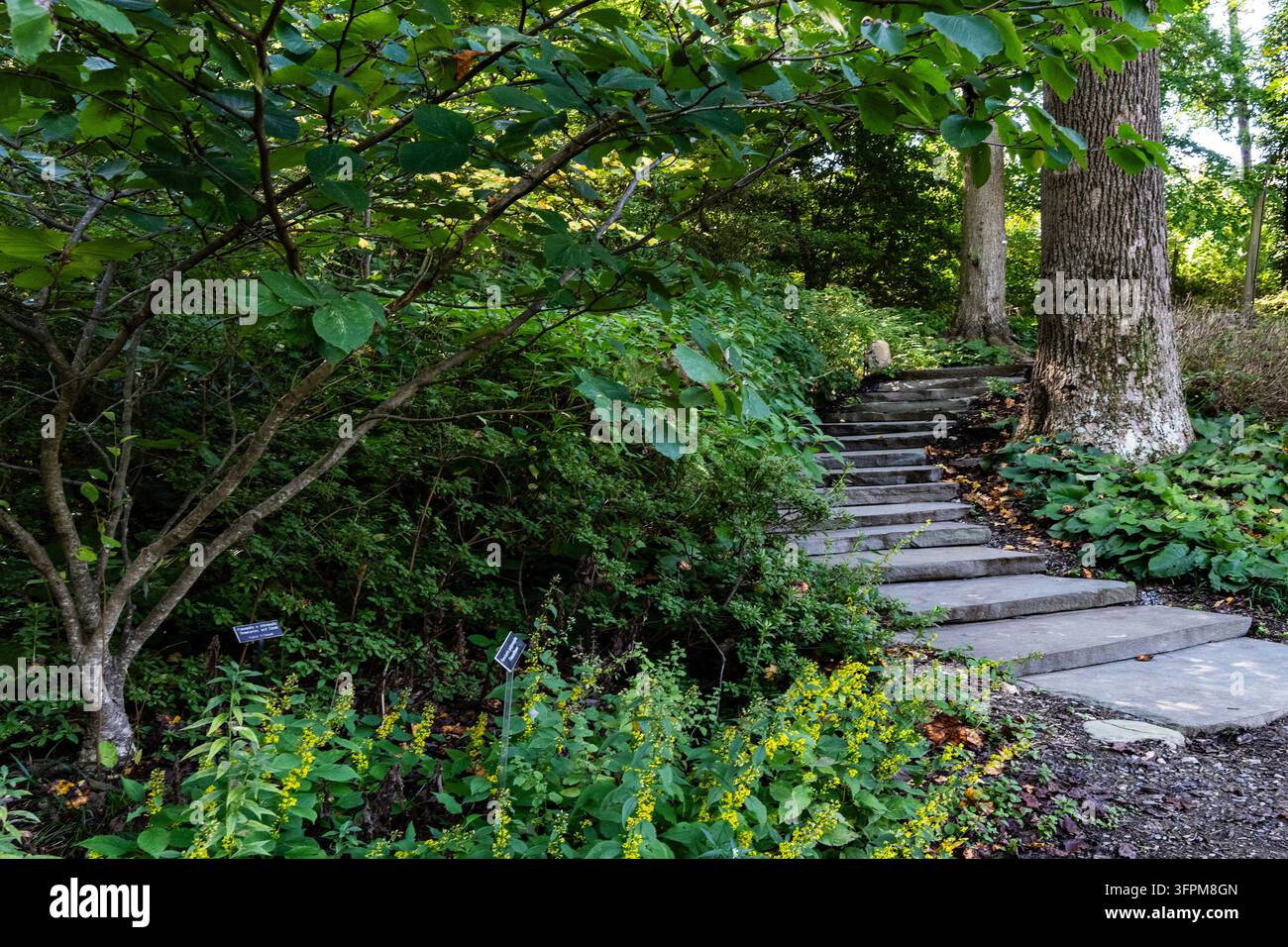 Ein Natursteinweg mit Stufen windet sich durch einen üppigen, grünen Garten voller Bäume, Sträucher und gelb blühender Pflanzen unter einem schattigen Baldachin Stockfoto