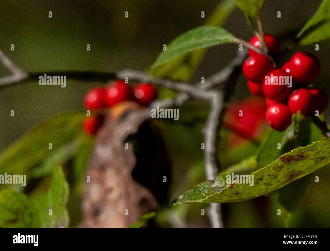 Ein Laubbusch, der in Nordamerika im Osten heimisch ist, bekannt durch seine Büschel von leuchtend roten beerenähnlichen Steinfrüchten und grünen Blättern. Stockfoto