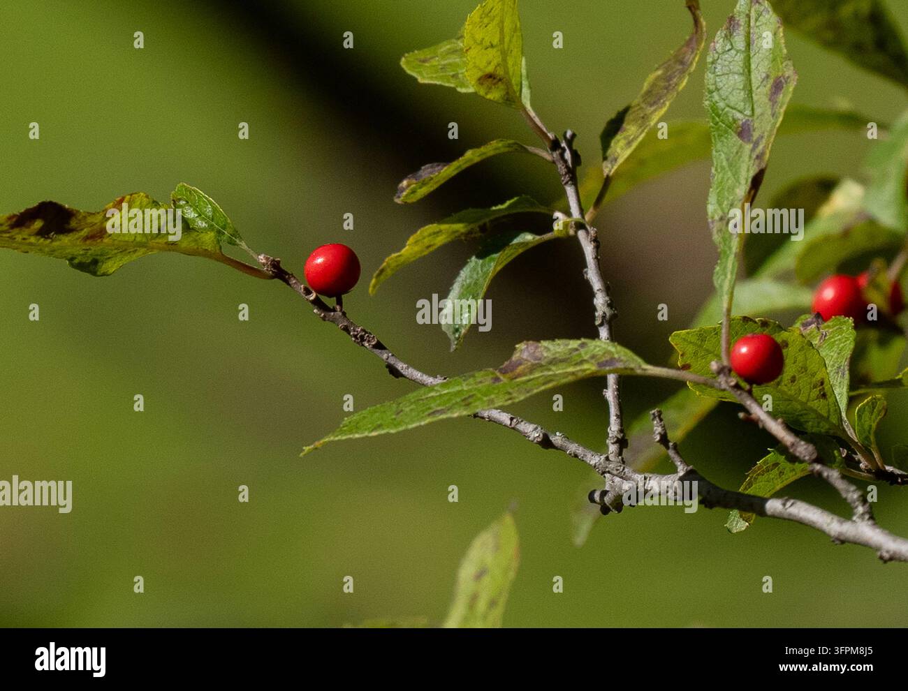 Winterbeere-Hülse (Ilex verticillata), ein laubabwerfender Strauch, der in Nordamerika im Osten heimisch ist Stockfoto