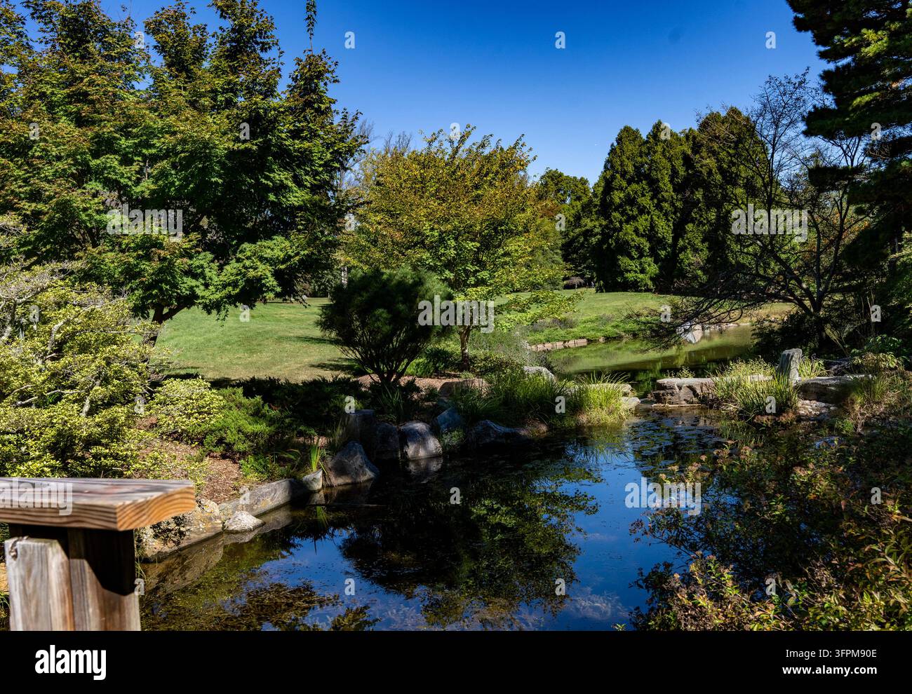 Ein ruhiger japanisch inspirierter Gartenteich mit üppigen grünen Bäumen, Sträuchern und einer klaren Wasserreflexion. Stockfoto