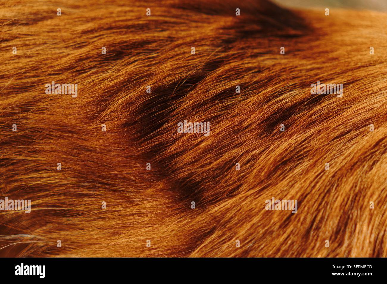 Langes rotes Hundehaar füllt das Bild mit fließenden Strähnen und warmen Kupfertönen. Eine natürliche Textur für Tierpflege- und Fellpflege-Designs. Stockfoto