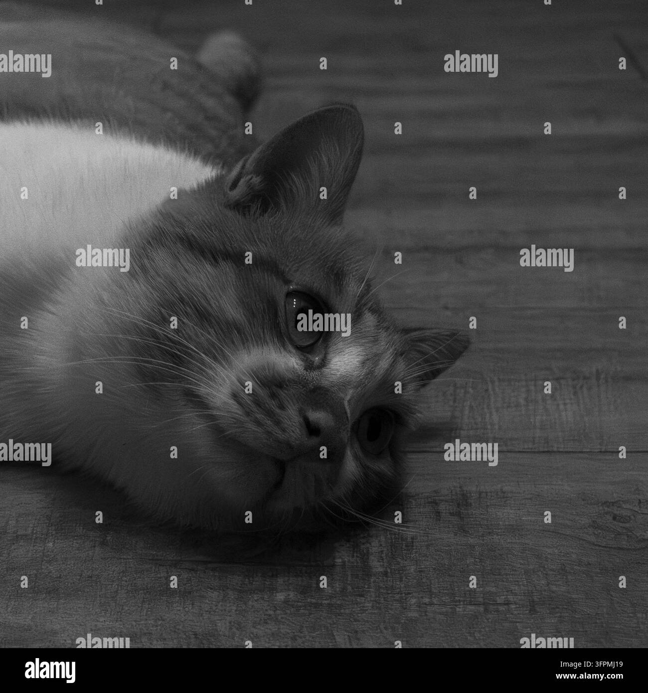 Ein auffälliges monochromes Porträt einer Hauskatze, die auf einem Holzboden ruht, aufgenommen mit einer tiefen Noir-Ästhetik, weicher Körnung und satten Kohlefarb-Tönen Stockfoto