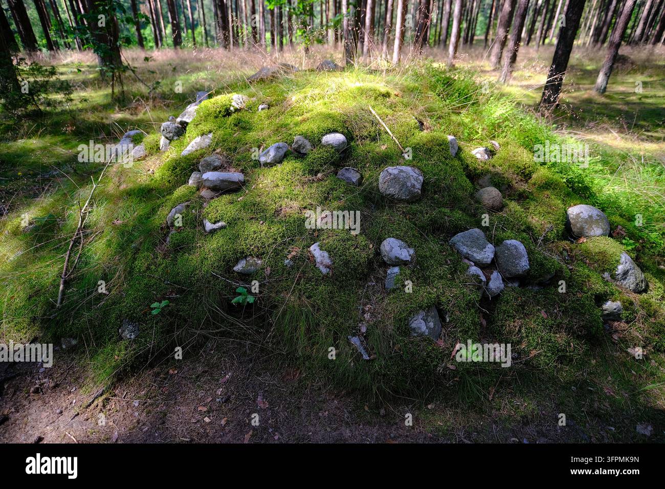 Ein uralter Grabhügel aus Stein und Erde, bedeckt mit üppigem, lebhaftem grünem Moos, ruht still zwischen hoch aufragenden Kiefern in einem sonnendurchfluteten europäischen Wald Stockfoto