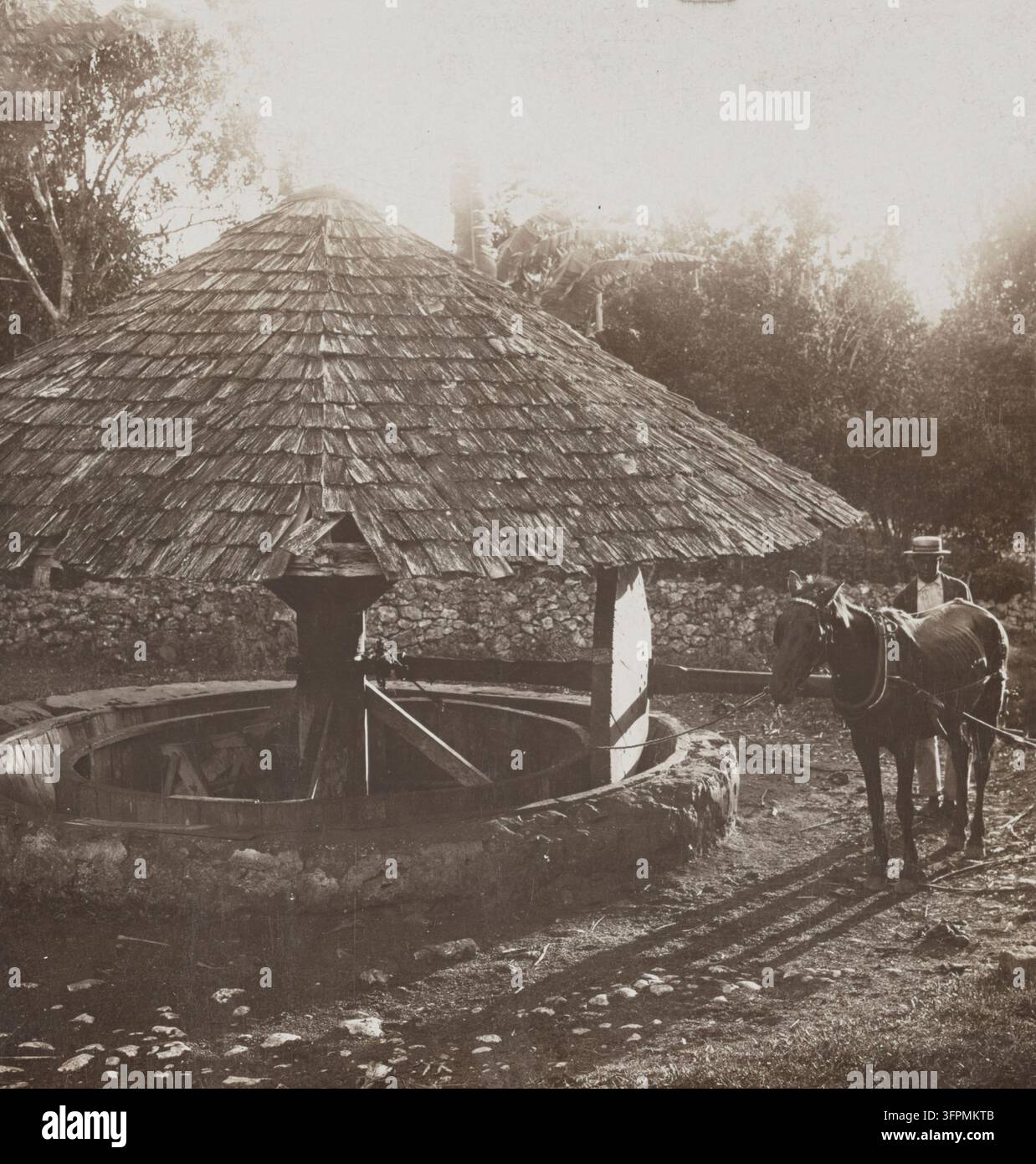Archivfoto vom Kaffeepulpern auf die alte Art, Jamaika (1904) Stockfoto