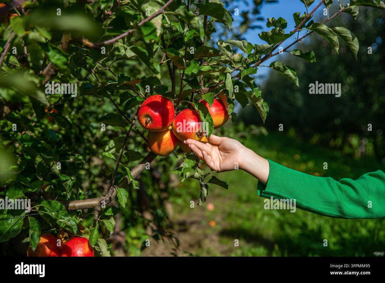 Früchte an den üppigen grünen Bäumen, Obst zur Ernte bereit. Frau pflückt mit der Hand einen Apfel. Apfelsorte am fruchtbaren Baum Stockfoto