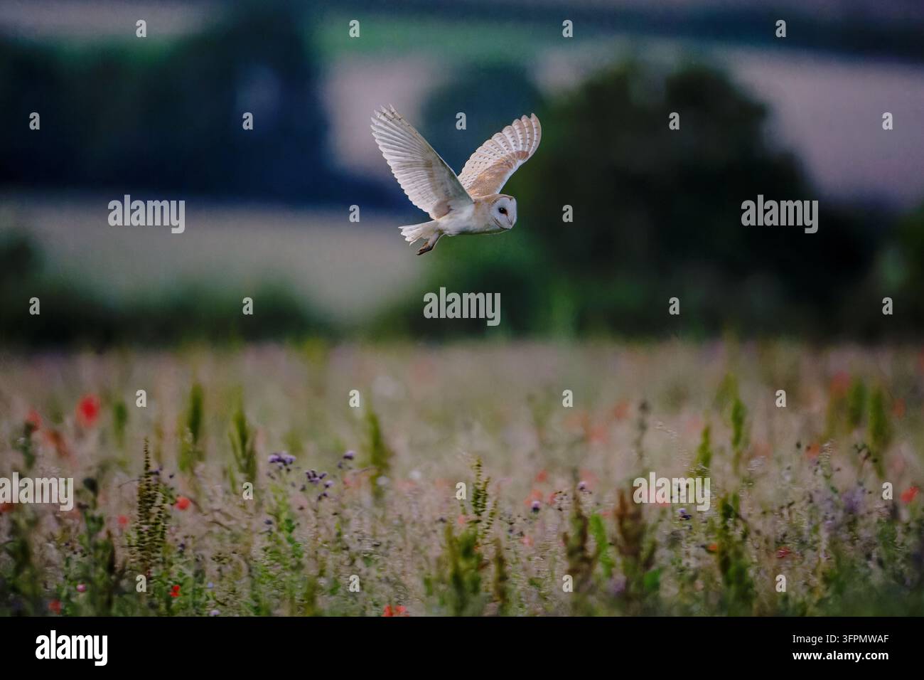 Schleiereule-Tyto alba fliegt tief über eine Wiese. Stockfoto