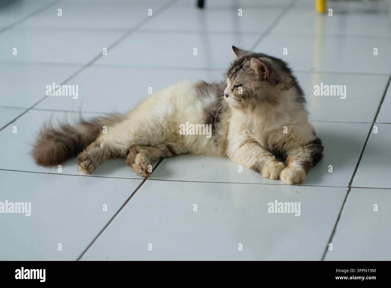 Katze Angora – Süße Angora-Katze schläft friedlich auf einem kühlen Keramikfliesenboden im Haus Stockfoto