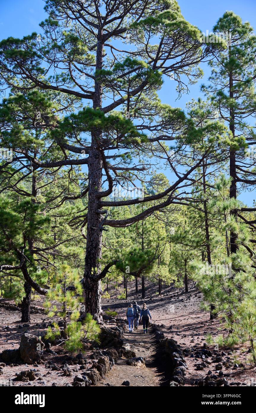 Drei Wanderer gehen einen schmalen Waldpfad entlang unter reifen Kanarischen Kiefern in der Nähe des Vulkans Chinyero und zeigen aktiven Tourismus, Trekking und vulkanische Waldlandschaft auf Teneriffa, Kanarische Inseln, Spanien Stockfoto
